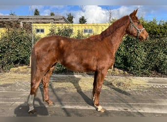 KWPN, Mare, 3 years, 16.1 hh, Chestnut-Red