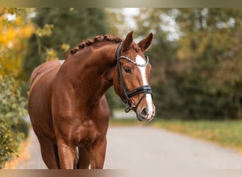 KWPN, Mare, 3 years, 16.1 hh, Chestnut-Red