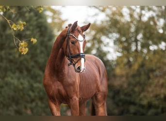 KWPN, Mare, 3 years, 16.1 hh, Chestnut-Red