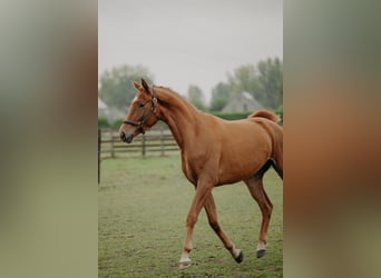 KWPN, Mare, 3 years, 16.1 hh, Chestnut-Red