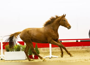 KWPN, Mare, 3 years, 16,1 hh, Chestnut-Red