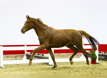 KWPN, Mare, 3 years, 16,1 hh, Chestnut-Red