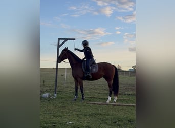 KWPN, Mare, 3 years, 16.1 hh