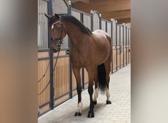 KWPN, Mare, 3 years, 16.1 hh