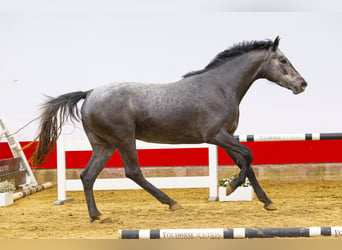 KWPN, Mare, 3 years, 16.1 hh, Gray