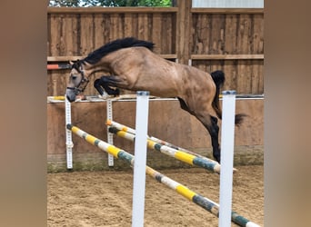 KWPN, Mare, 3 years, 16.1 hh, Grey-Red-Tan