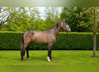 KWPN, Mare, 3 years, 16.1 hh, Grey-Red-Tan