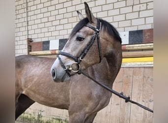 KWPN, Mare, 3 years, 16.1 hh, Grey-Red-Tan