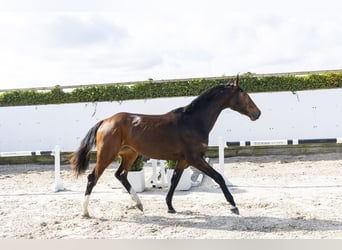 KWPN, Mare, 3 years, 16.1 hh