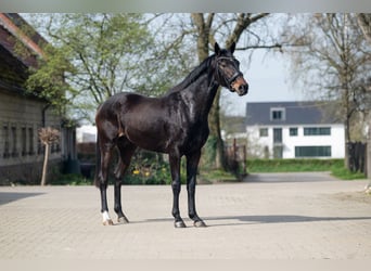 KWPN, Mare, 3 years, 16.1 hh, Smoky-Black