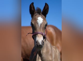 KWPN, Mare, 3 years, 16.2 hh, Bay-Dark