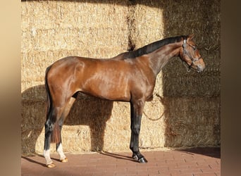 KWPN, Mare, 3 years, 16.2 hh, Bay-Dark