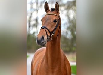 KWPN, Mare, 3 years, 16.2 hh, Brown