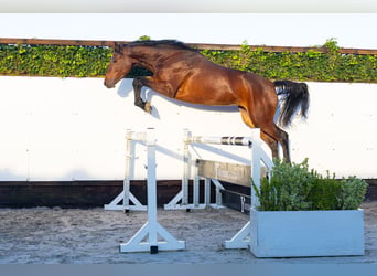 KWPN, Mare, 3 years, 16.2 hh, Brown