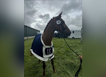 KWPN, Mare, 3 years, 16.2 hh, Chestnut-Red