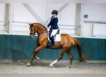 KWPN, Mare, 3 years, 16.2 hh, Chestnut-Red