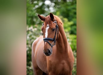 KWPN, Mare, 3 years, 16.2 hh, Chestnut-Red