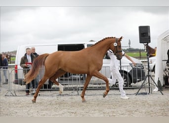 KWPN, Mare, 3 years, 16.2 hh, Chestnut-Red