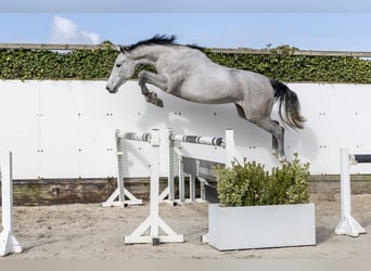 KWPN, Mare, 3 years, 16.2 hh, Grey