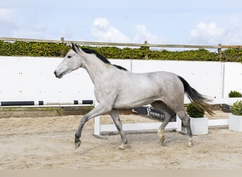 KWPN, Mare, 3 years, 16.2 hh, Grey