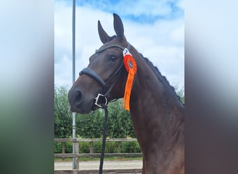 KWPN, Mare, 3 years, 16.3 hh, Bay-Dark