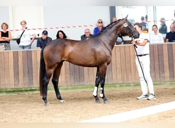 KWPN, Mare, 3 years, 16.3 hh, Bay-Dark