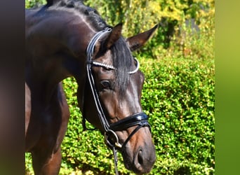 KWPN, Stute, 3 Jahre, 16,3 hh, Dunkelbrauner