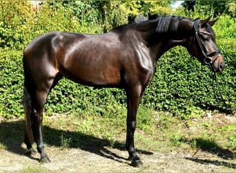 KWPN, Stute, 3 Jahre, 16,3 hh, Dunkelbrauner