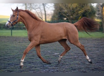 KWPN, Mare, 3 years, 16.3 hh, Brown-Light