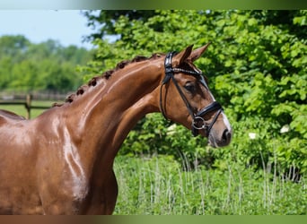 KWPN, Mare, 3 years, 16.3 hh, Chestnut