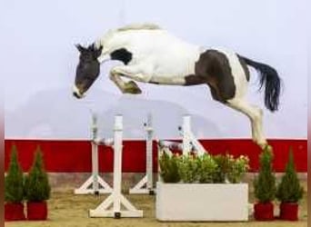 KWPN, Mare, 3 years, 16,3 hh, Pinto