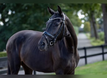 KWPN, Mare, 3 years, 16 hh, Bay-Dark