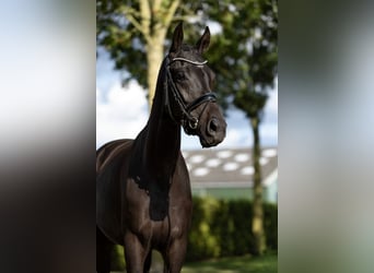 KWPN, Mare, 3 years, 16 hh, Bay-Dark