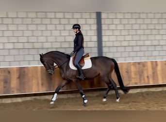 KWPN, Mare, 3 years, 16 hh, Bay-Dark