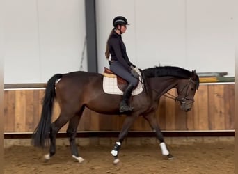 KWPN, Mare, 3 years, 16 hh, Bay-Dark