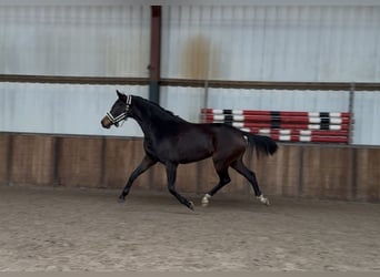 KWPN, Mare, 3 years, 16 hh, Bay-Dark