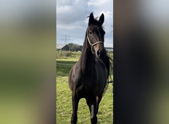 KWPN, Mare, 3 years, 16 hh, Bay-Dark