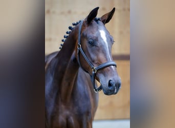 KWPN, Mare, 3 years, 16 hh, Bay-Dark