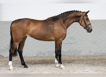 KWPN, Mare, 3 years, 16 hh, Bay