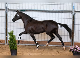 KWPN, Mare, 3 years, 16 hh, Black