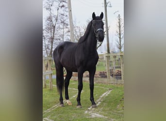 KWPN, Mare, 3 years, 16 hh, Black