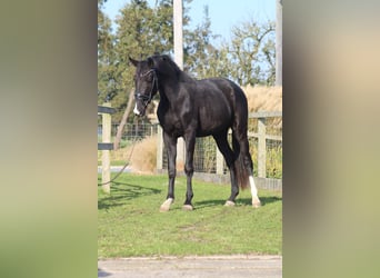 KWPN, Mare, 3 years, 16 hh, Black