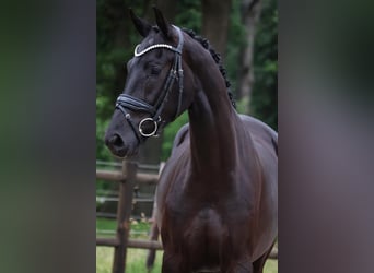KWPN, Mare, 3 years, 16 hh, Black