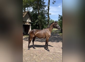 KWPN, Mare, 3 years, 16 hh, Black