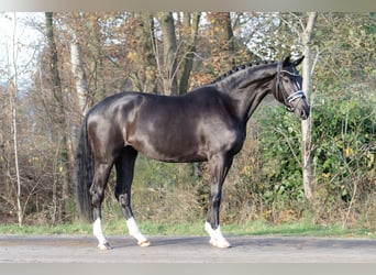 KWPN, Mare, 3 years, 16 hh, Black