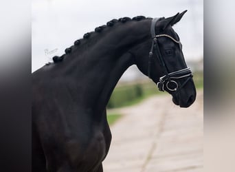 KWPN, Mare, 3 years, 16 hh, Black