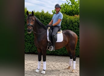 KWPN, Mare, 3 years, 16 hh, Brown