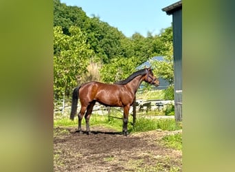 KWPN, Mare, 3 years, 16 hh, Brown