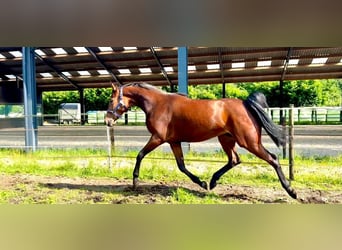 KWPN, Mare, 3 years, 16 hh, Brown