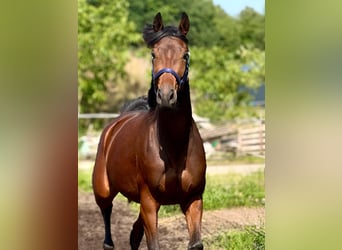 KWPN, Mare, 3 years, 16 hh, Brown